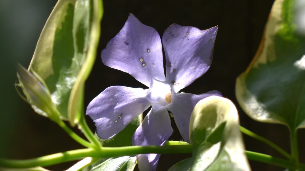 ツルニチニチソウの剣花20210415