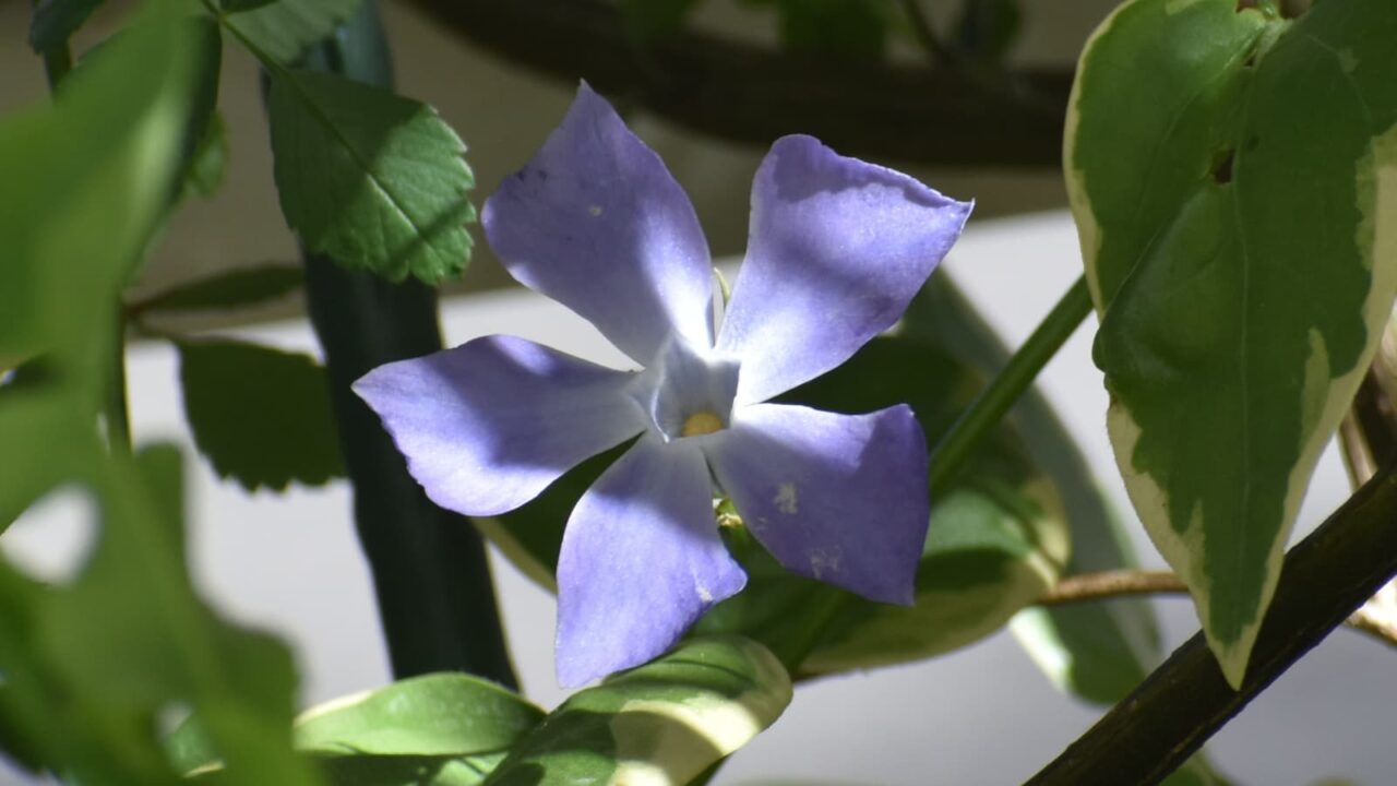 ツルニチニチソウの剣花20210418-1