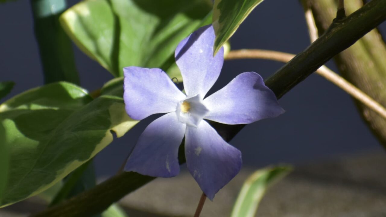 ツルニチニチソウの剣花20210418-2