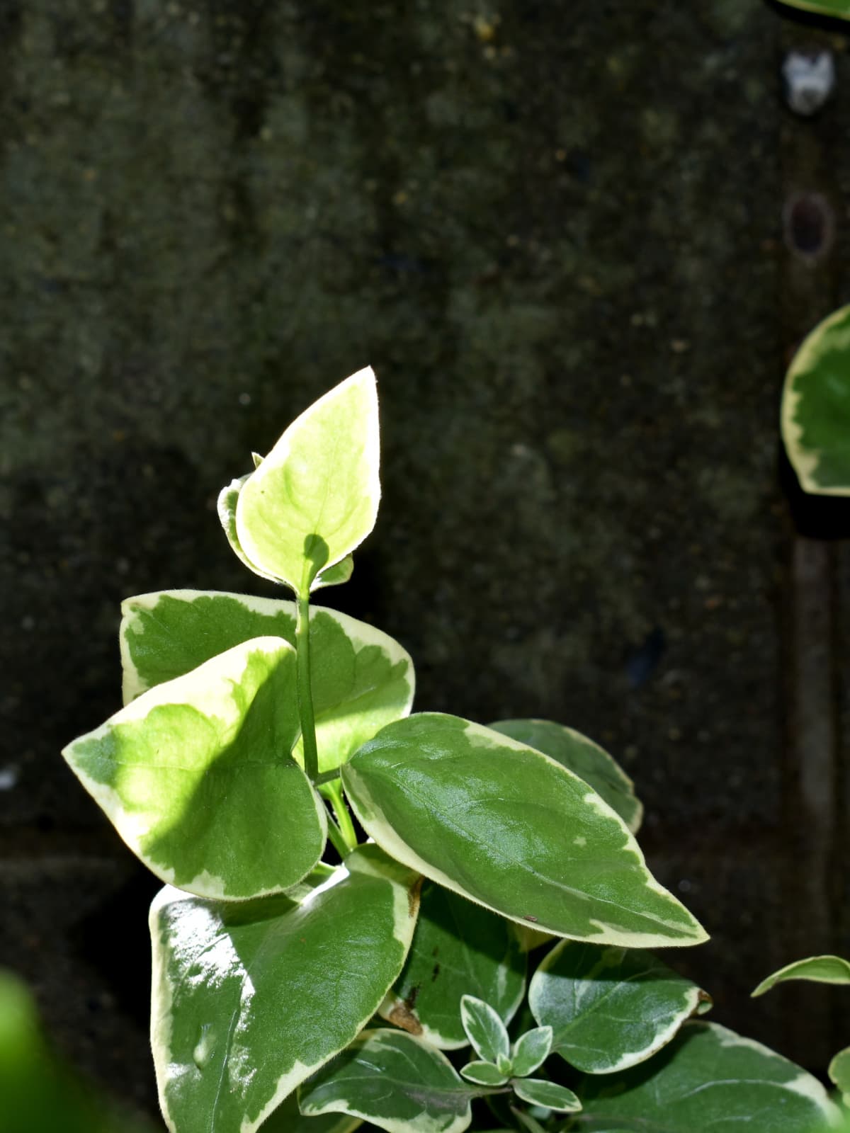 透過光で美しいツルニチニチソウの緑葉20210414