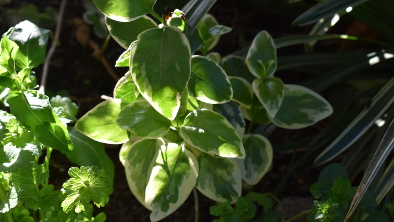 透過光で美しいツルニチニチソウの緑葉20210407