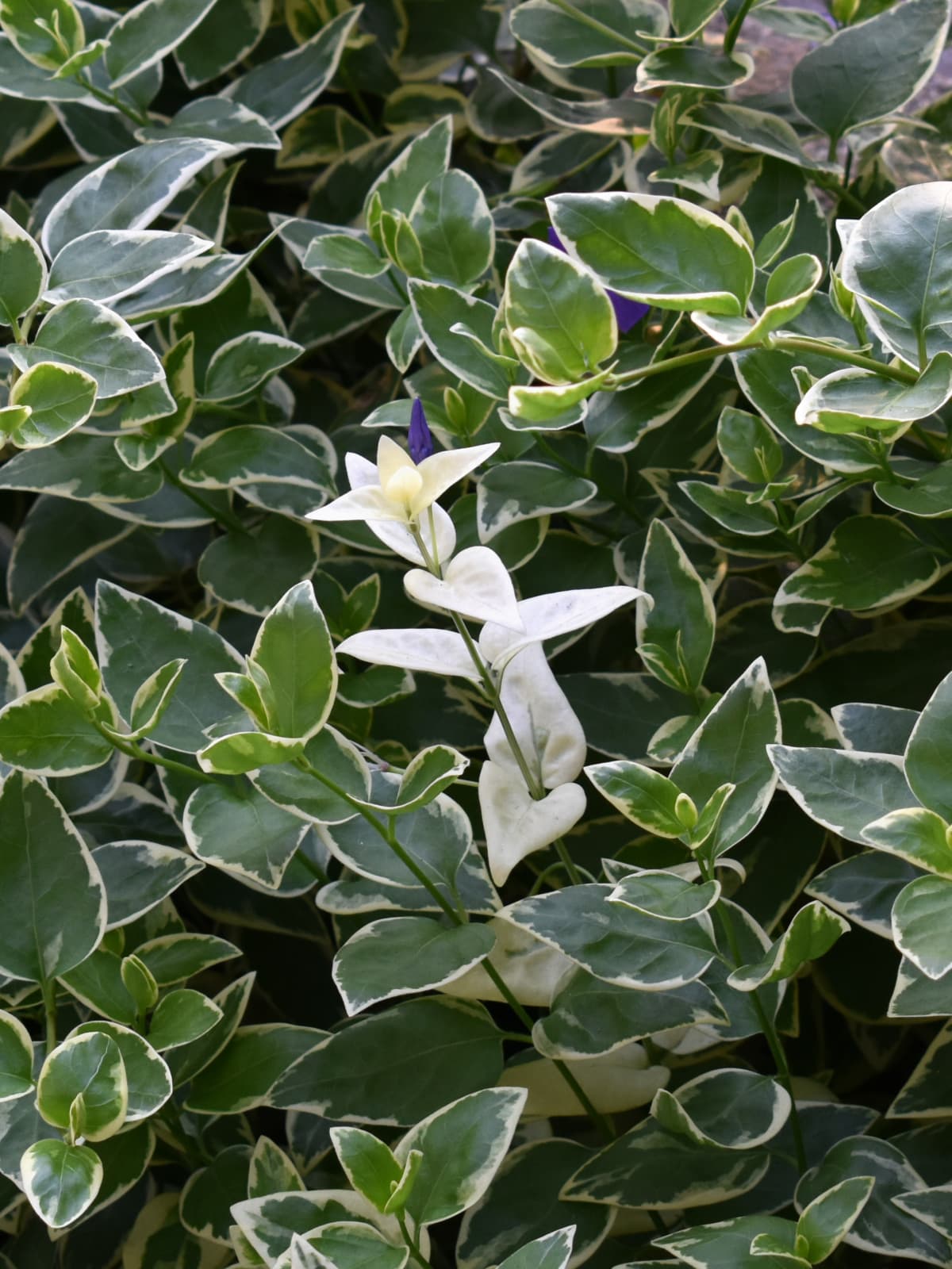 ツルニチニチソウの白子20210427