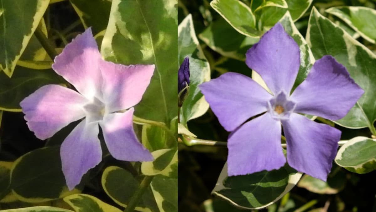 鶴日日草の花色の変化