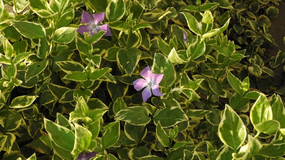 蔓日日草20170416-1