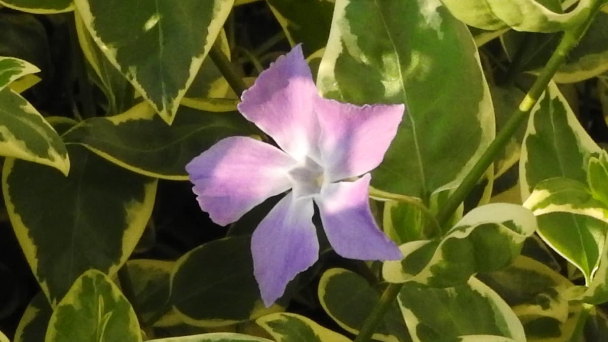 ピンクの蔓日日草の花20170416-1