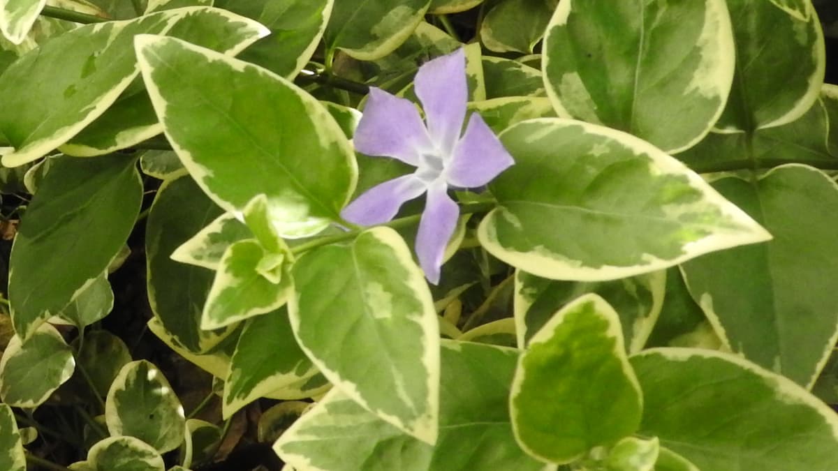 薄紫の蔓日日草の花20170423