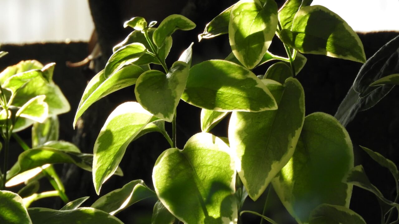 朝日に輝く蔓日日草の葉20170523