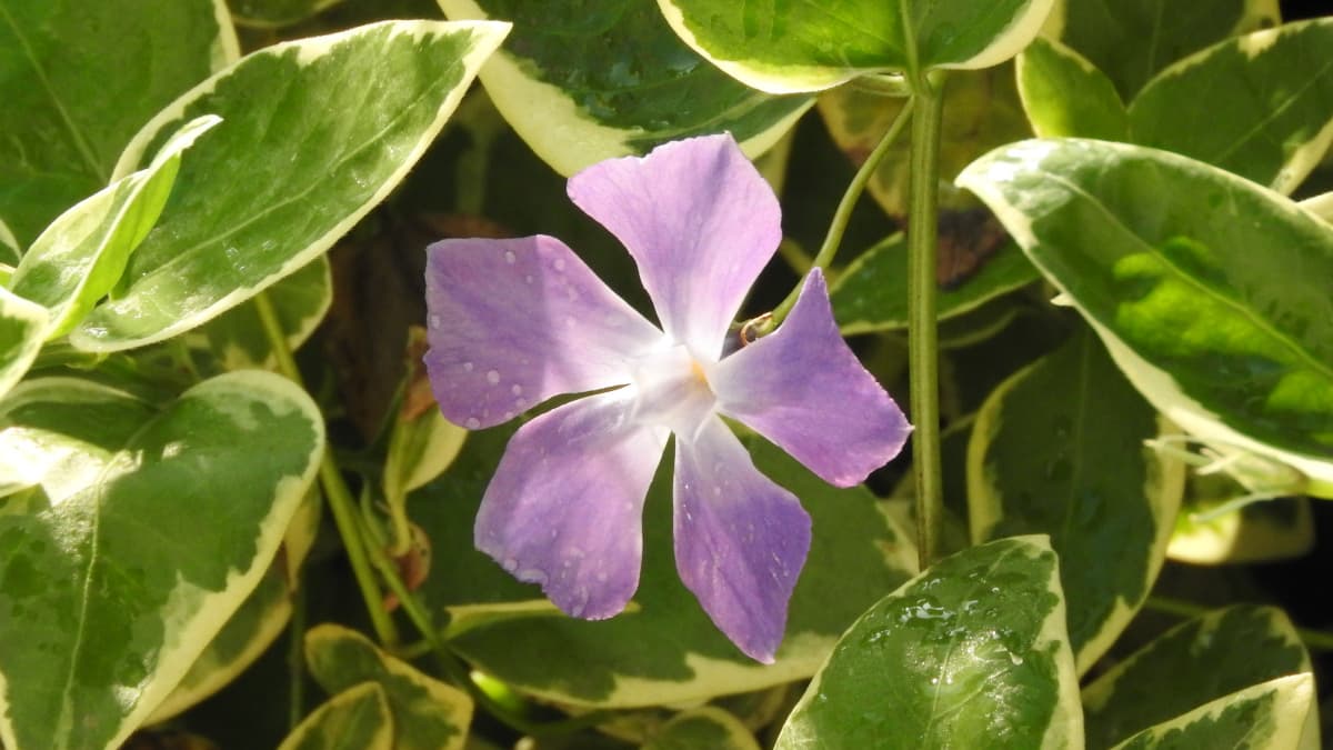 ピンク色の明るい蔓日日草20180419