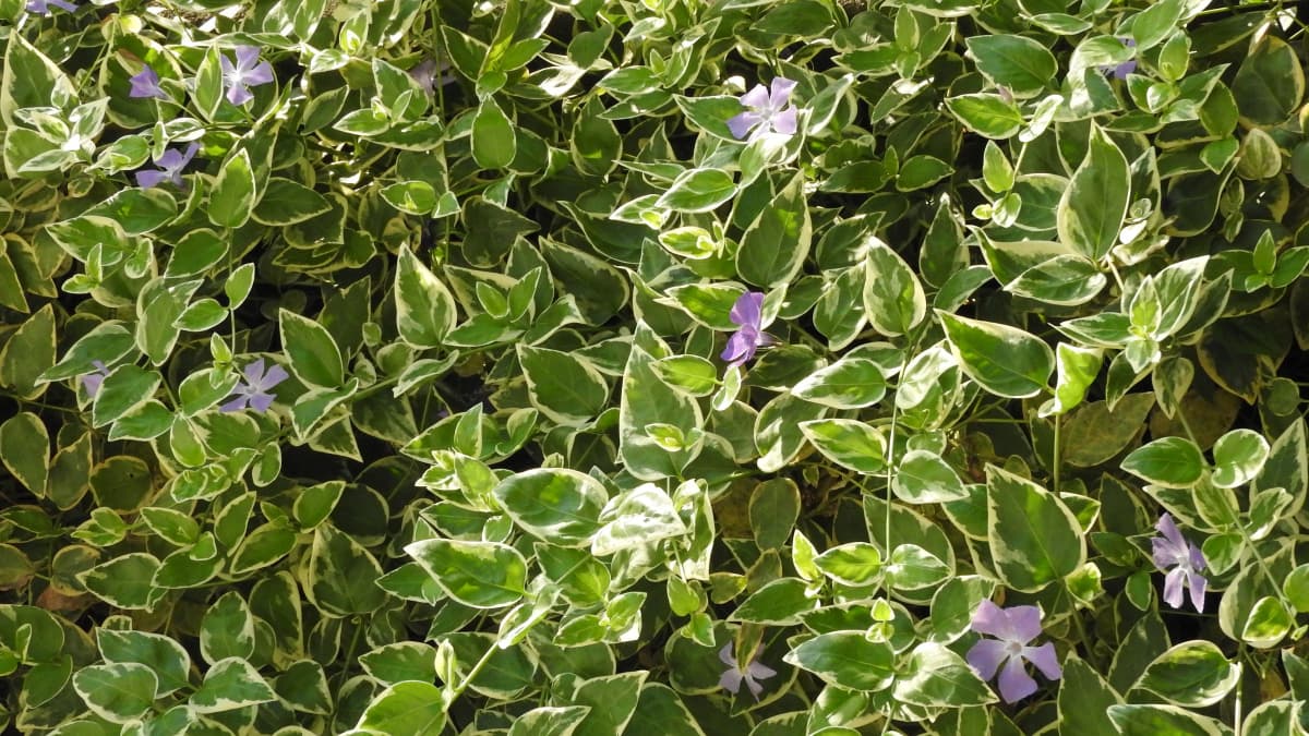 黄緑色の明るい蔓日日草20180422