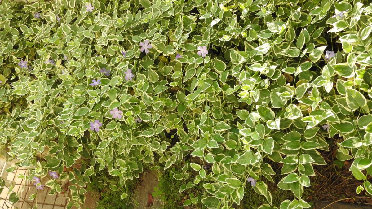 黄緑色の明るい蔓日日草20180428