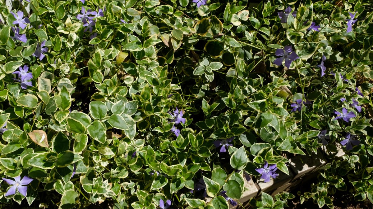 繁茂する蔓日日草20190404-1