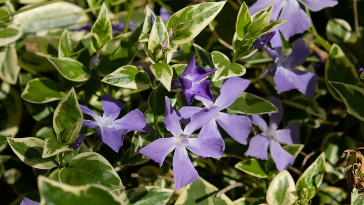 蔓日日草の剣花20190404-2