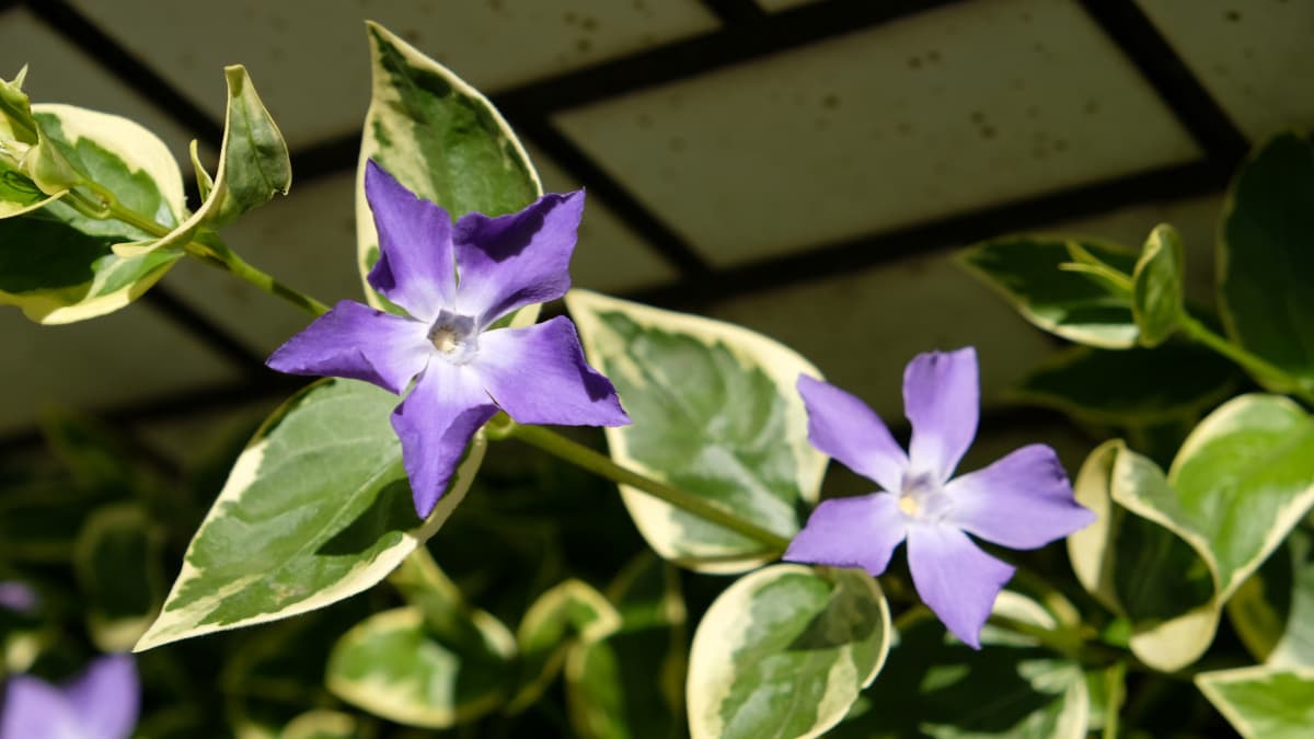 蔓日日草の剣花20190404-3