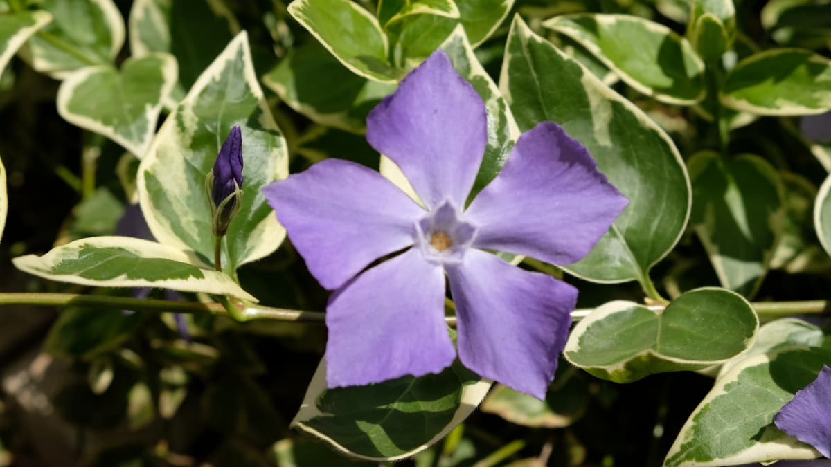 蔓日日草の堂々たる剣花20170413