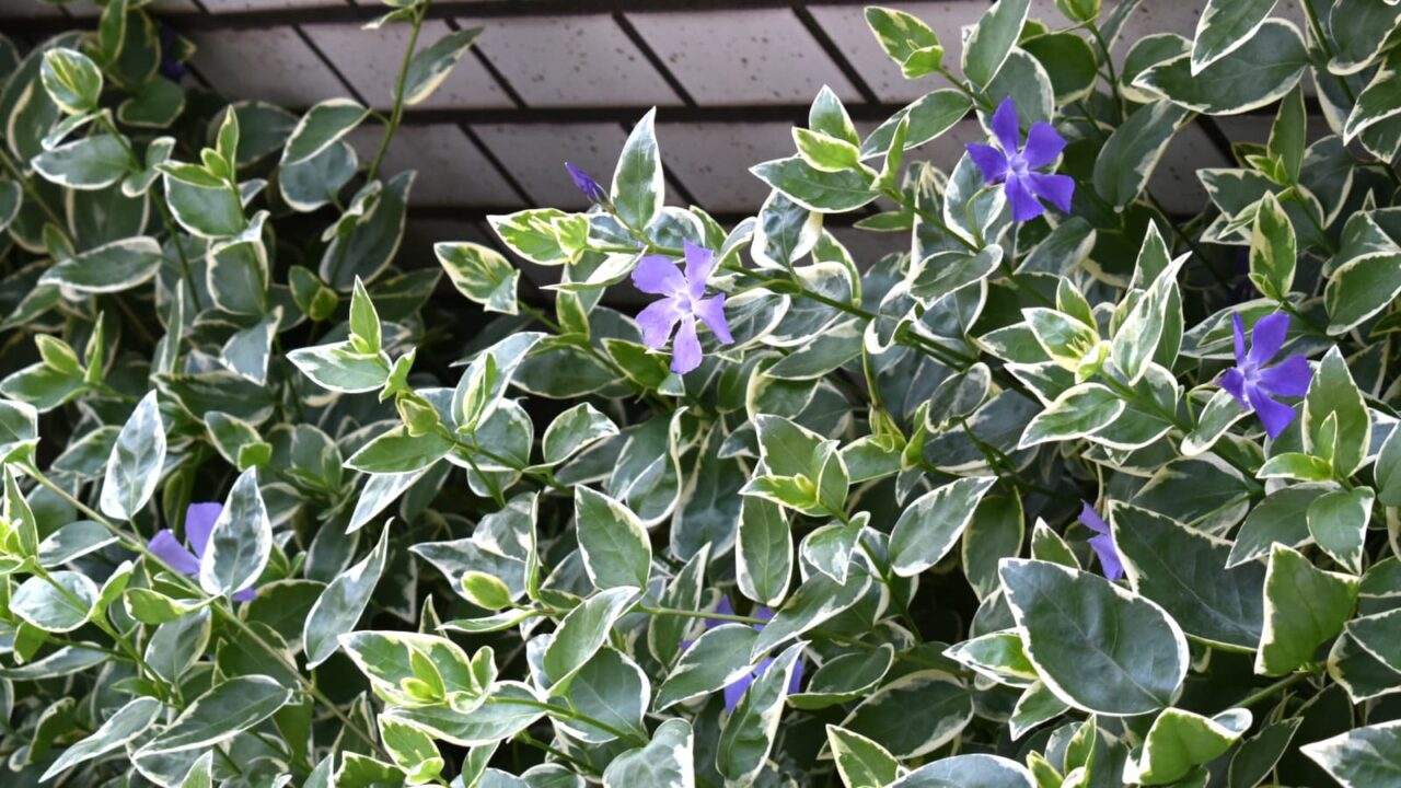 ツルニチニチソウ20200427