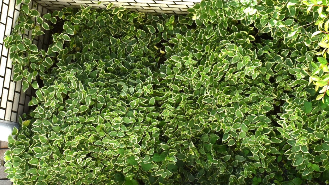 ツルニチニチソウの叢20200517