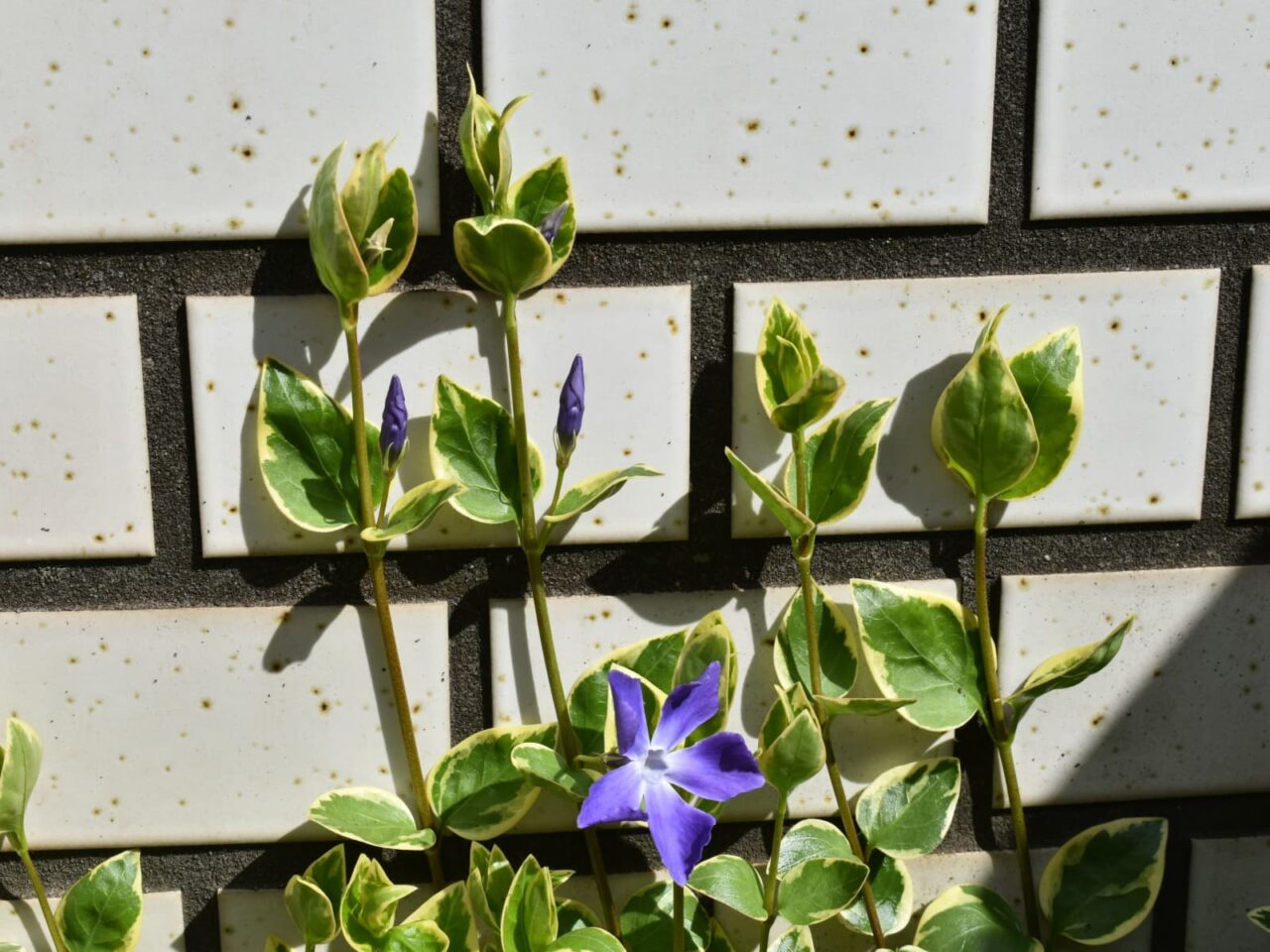 家族のようなツルニチニチソウ20210304