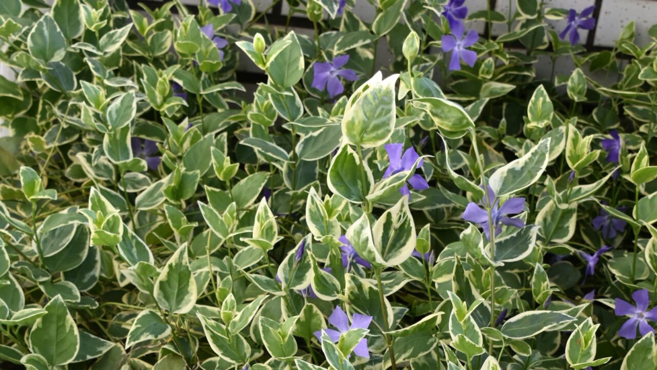 ツルニチニチソウ20210407