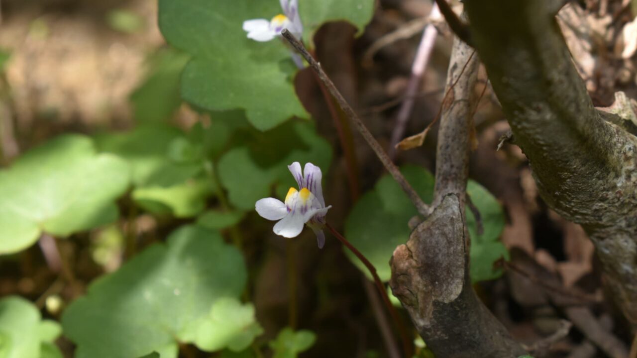 ツタバウンラン20240412-1