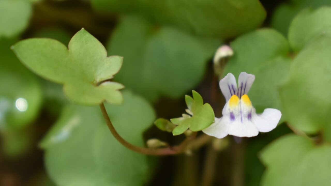 ほぼ緑のツタバウンラン20240412-2