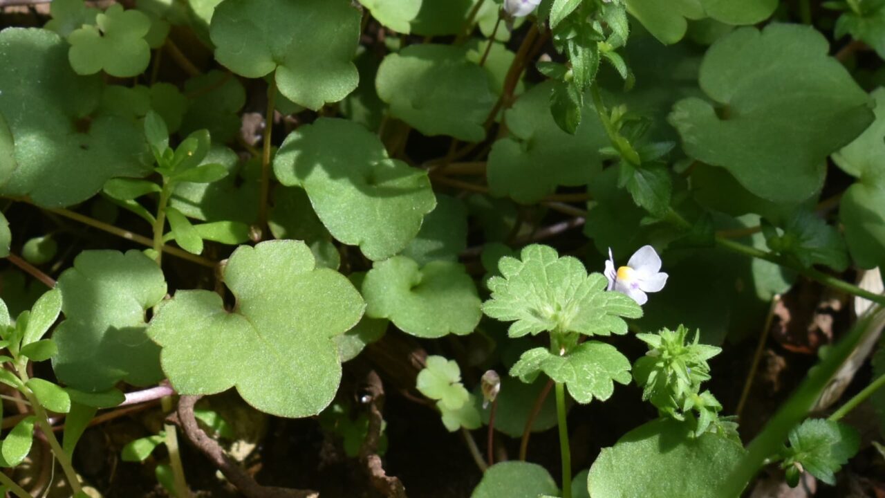 ほぼ緑のツタバウンラン20240413