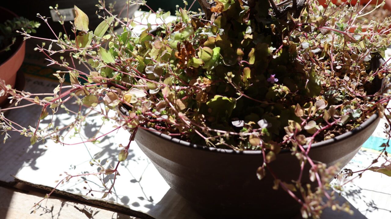 サツキ鉢の中のツタバウンラン20240301-1