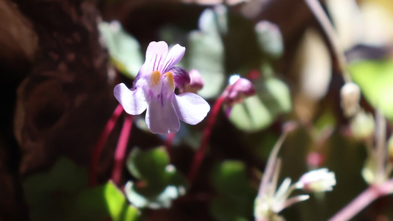 赤い茎のツタバウンラン20240301-2