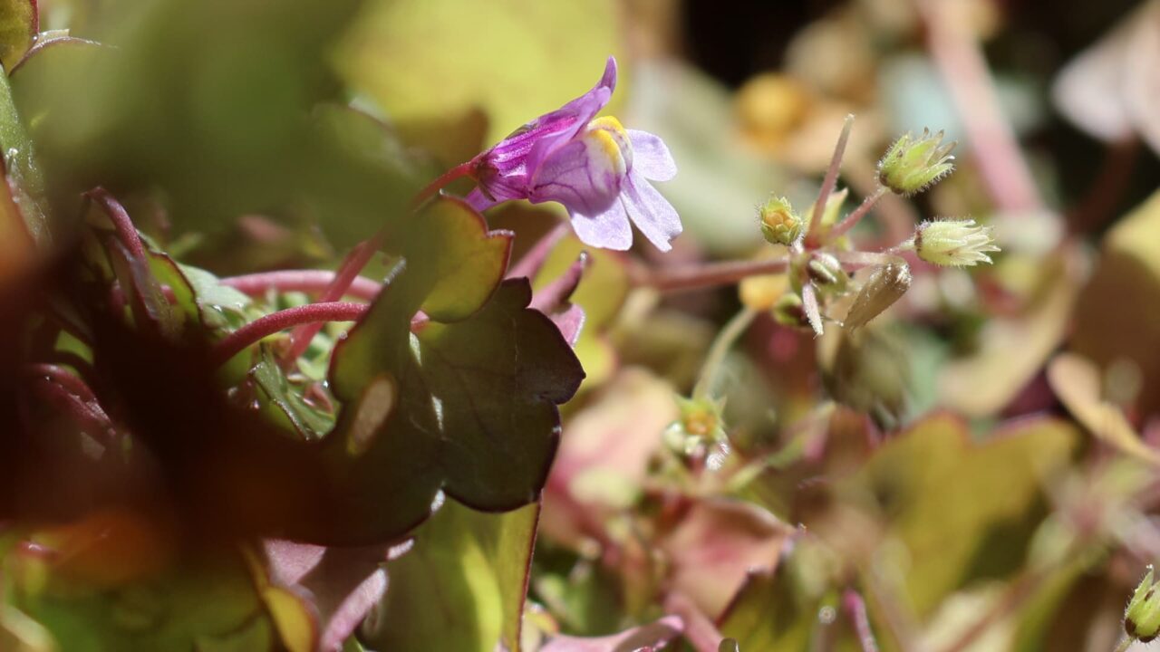 ツタバウンランの薄ピンクの花20240301-3