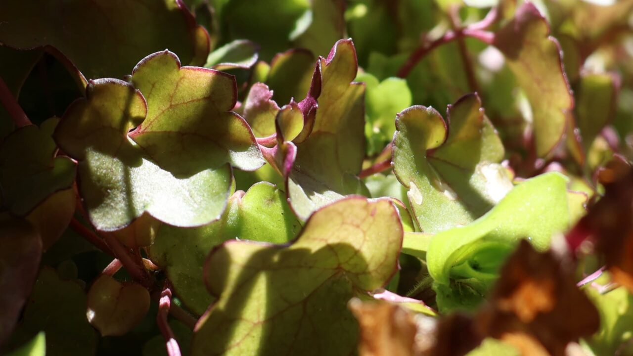 ツタバウンランの赤味がかった葉20240301-4