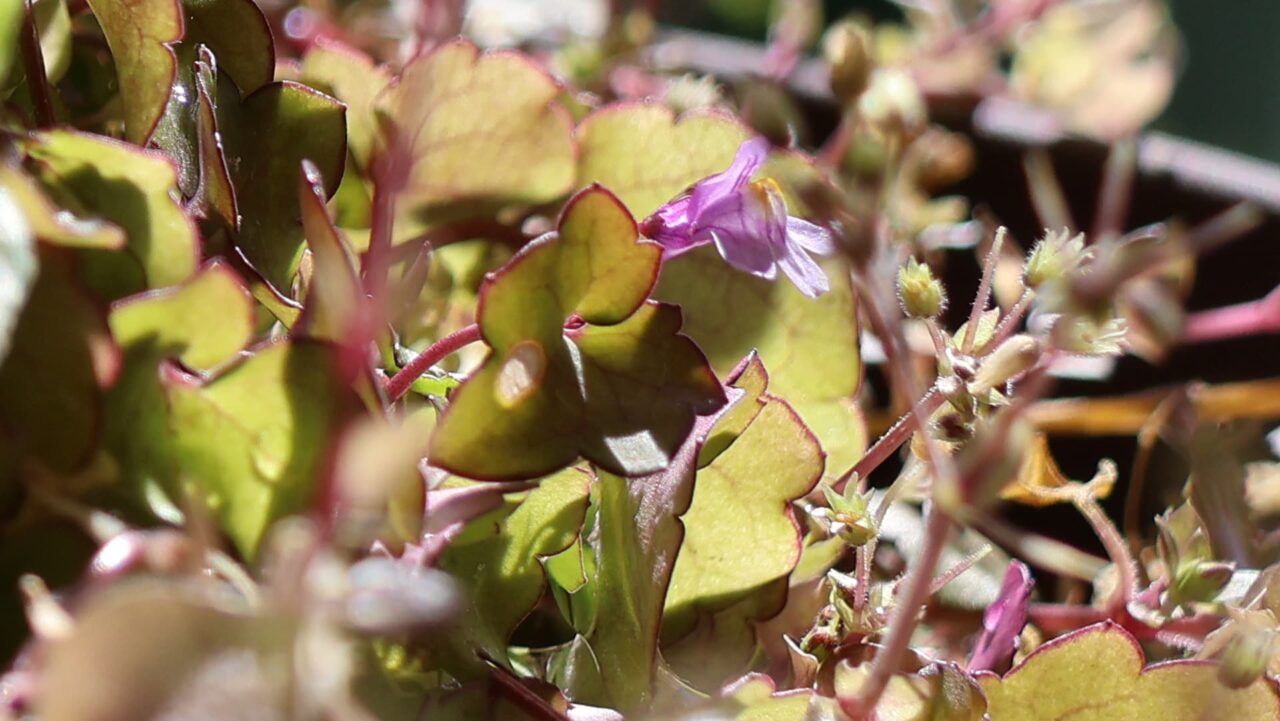ツタバウンランの赤味がかった葉20240301-5