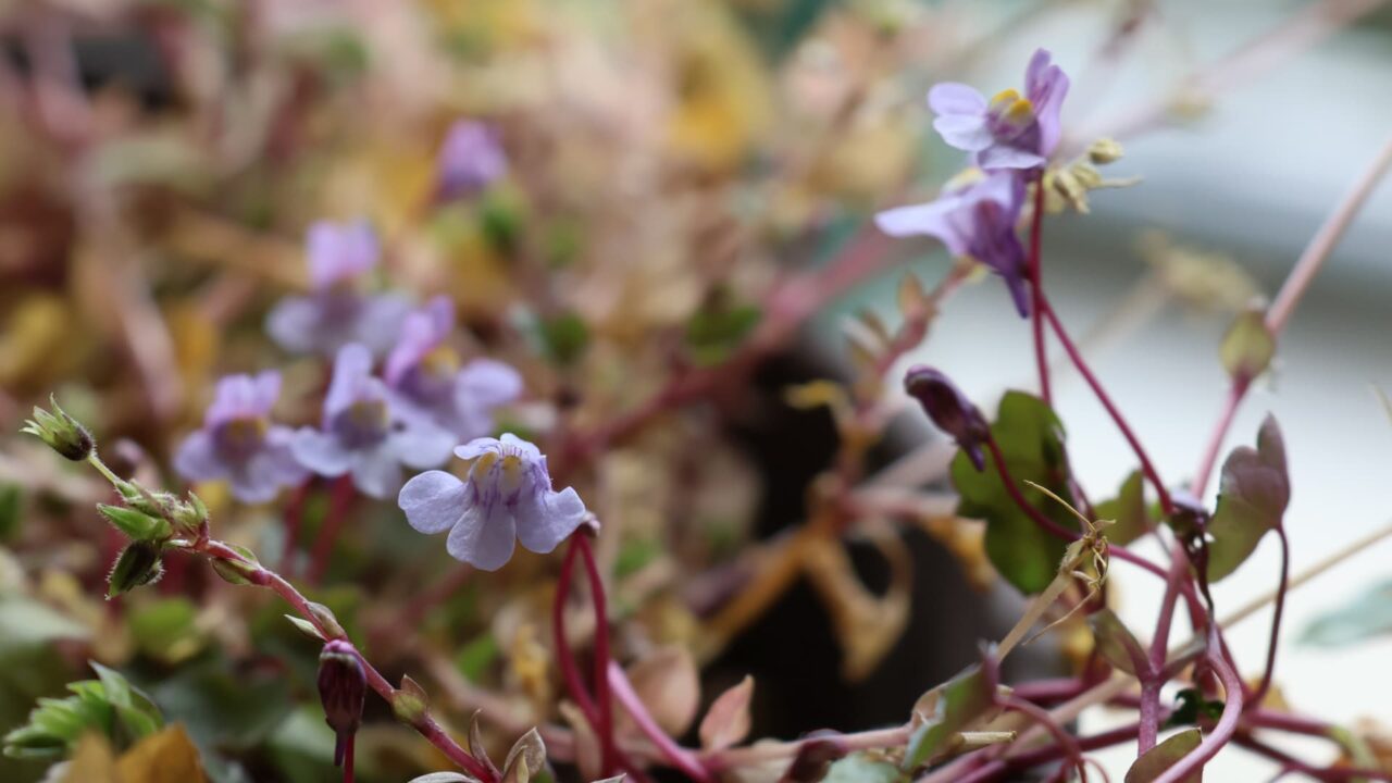 ツタバウンラン20240324-1