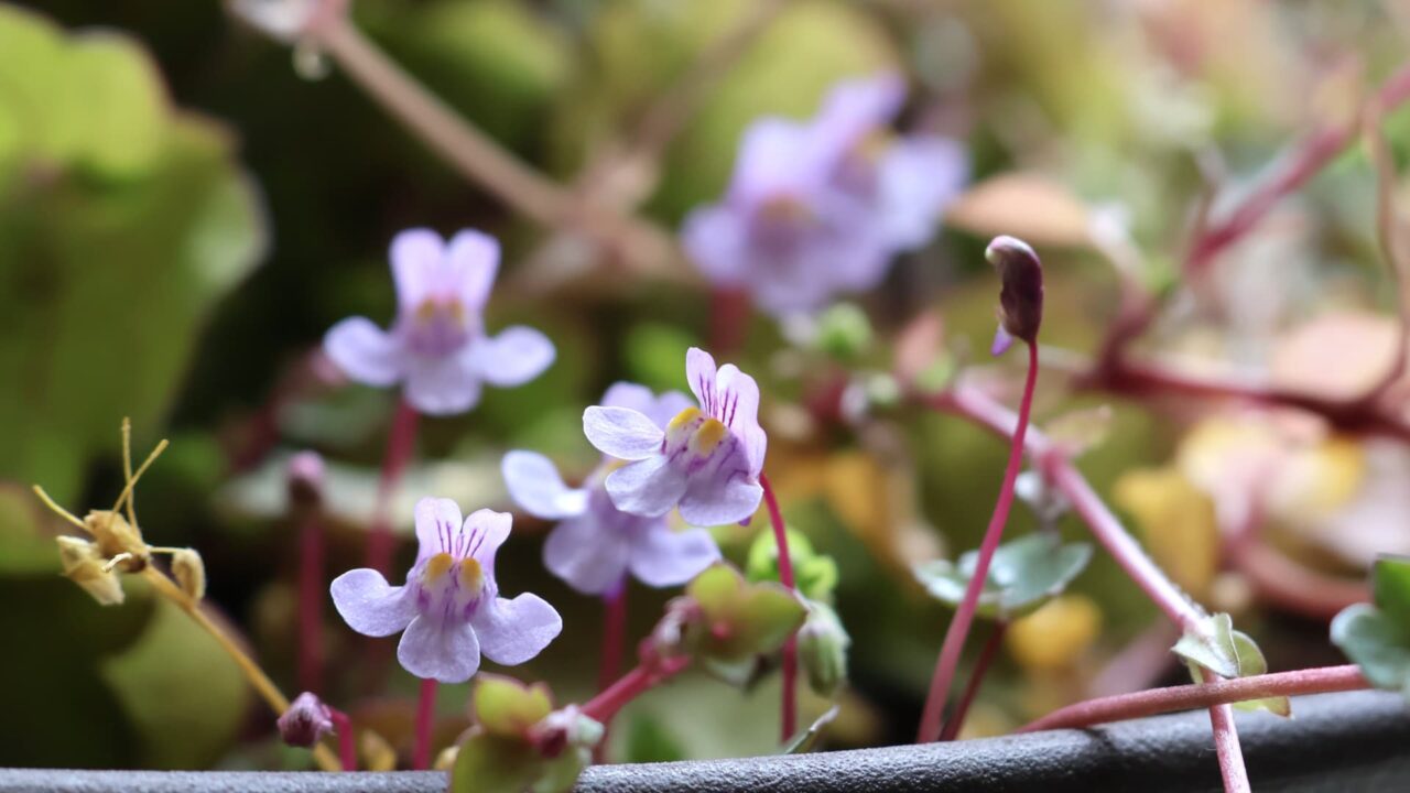 ツタバウンラン20240324-2