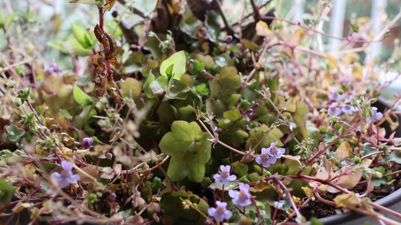 鉢の中で群れるツタバウンラン20240324-3