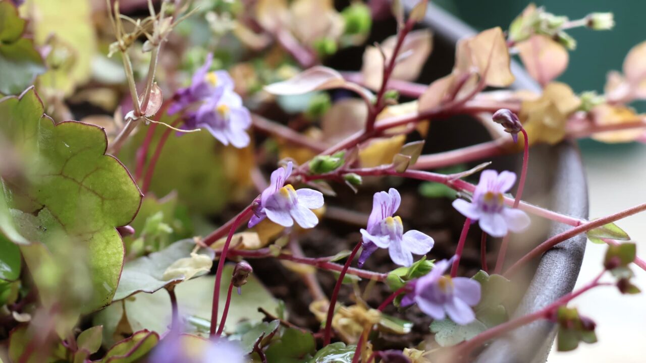 ツタバウンラン20240324-4