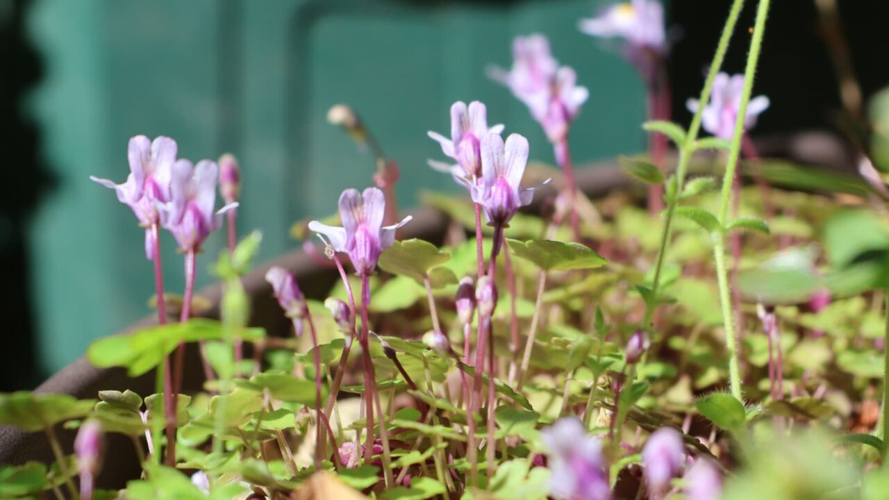 天を仰ぐツタバウンラン20240416