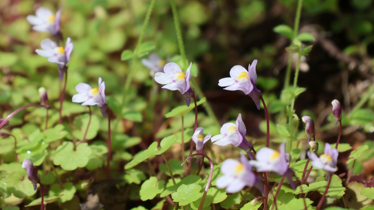 空に首を伸ばすツタバウンラン20240417-3