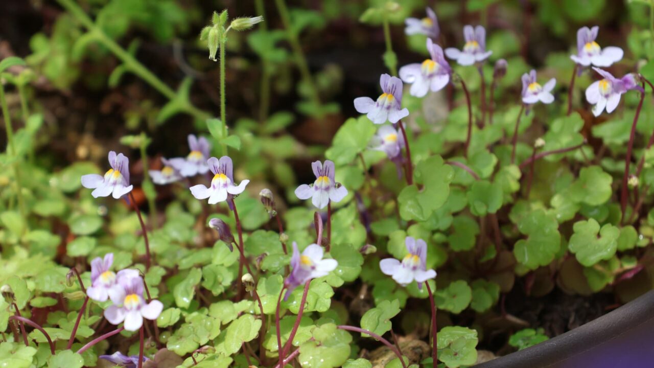 伸び伸びとツタバウンラン20240418-1