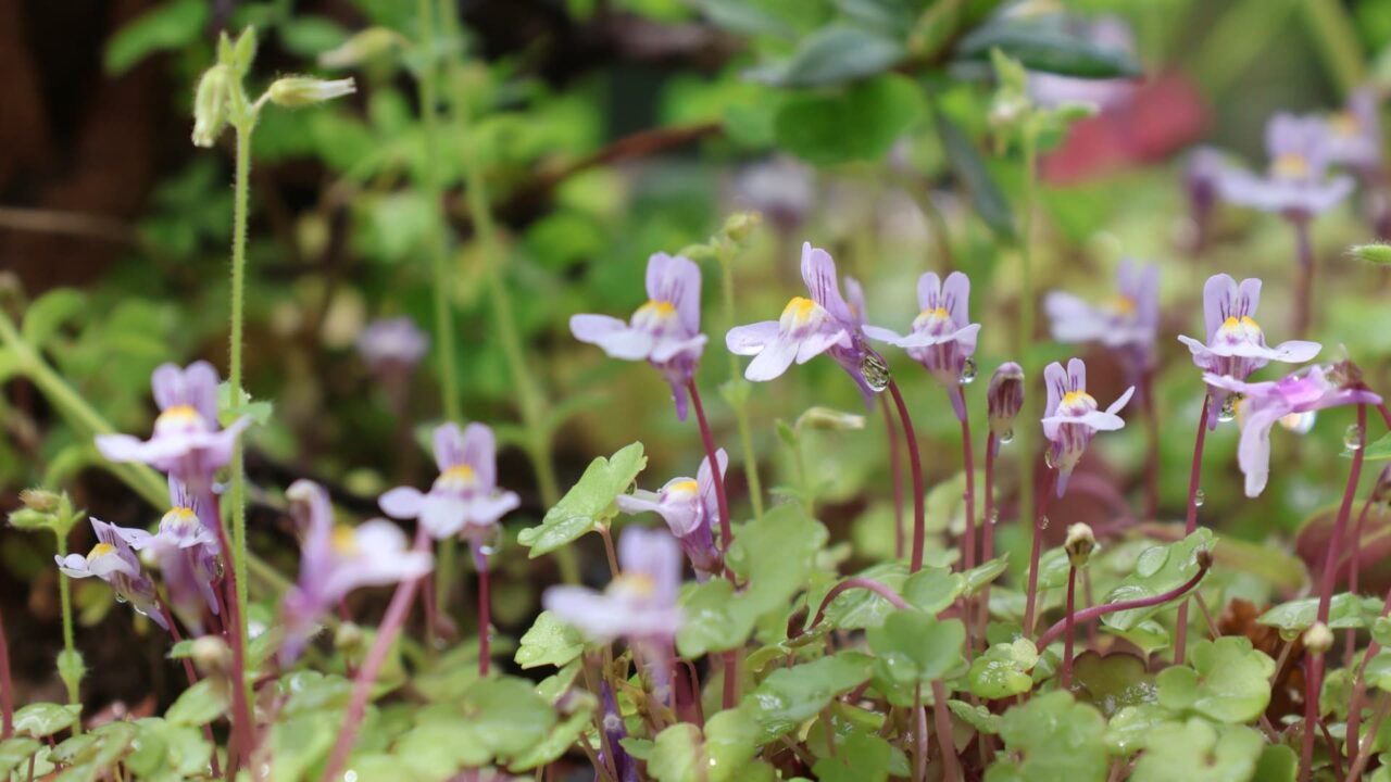 思い思いにツタバウンラン20240418-2