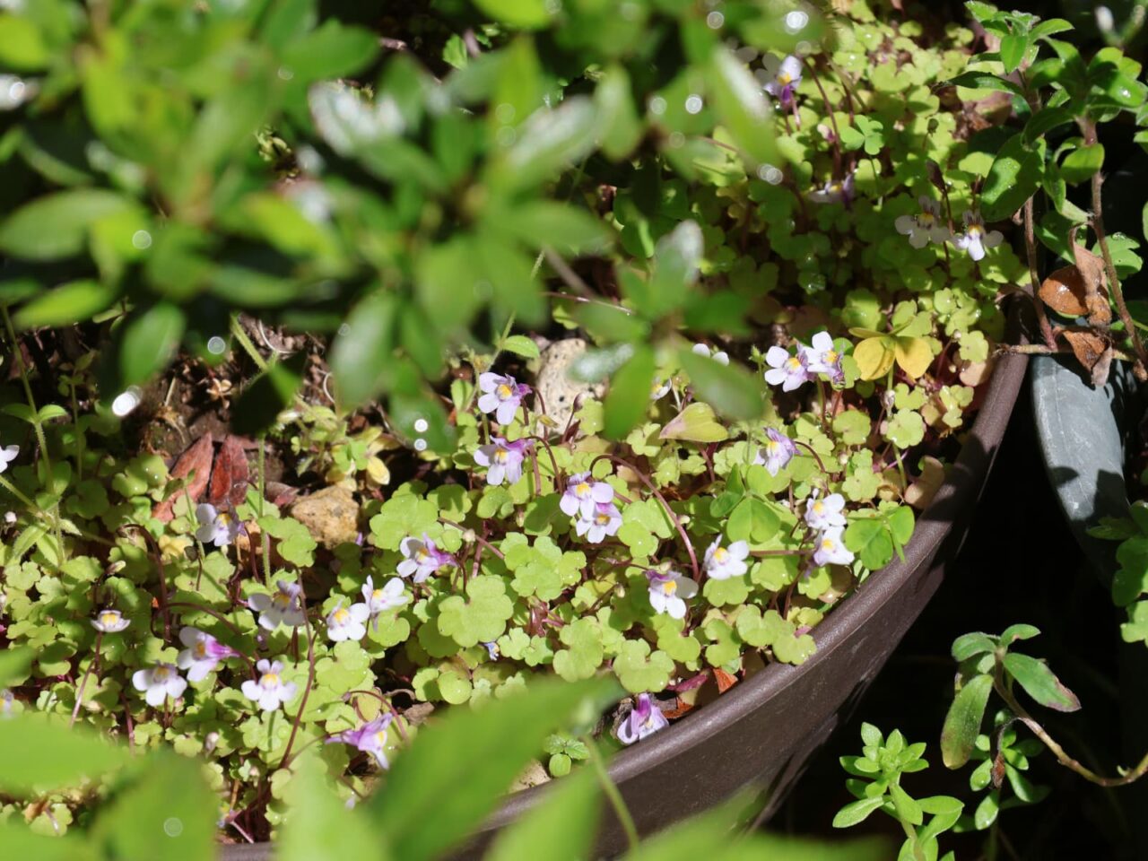 皐月鉢の中のツタバウンラン20240421