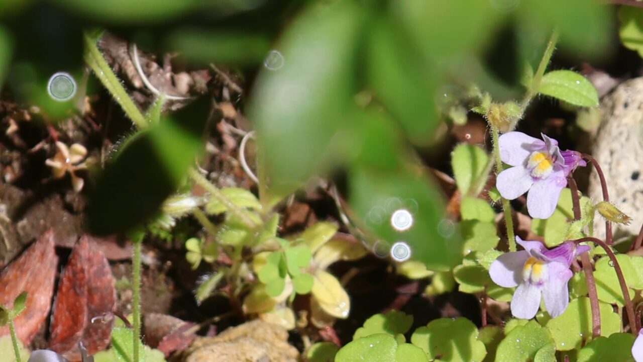 ツタバウンランにオーブ20240421