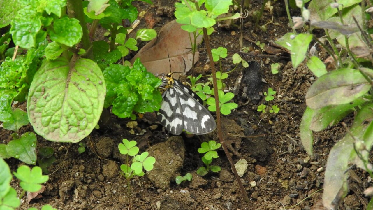 ウメエダシャク20180530-1
