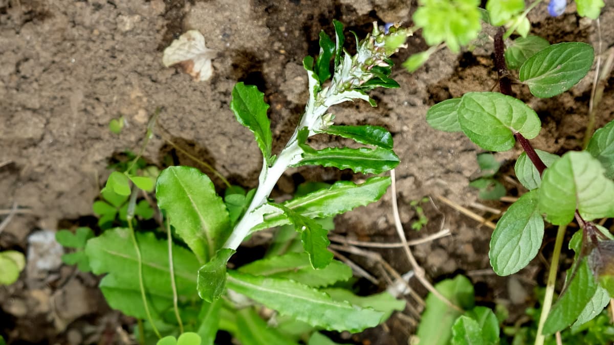 裏白父子草20190428（キャッチ画像）