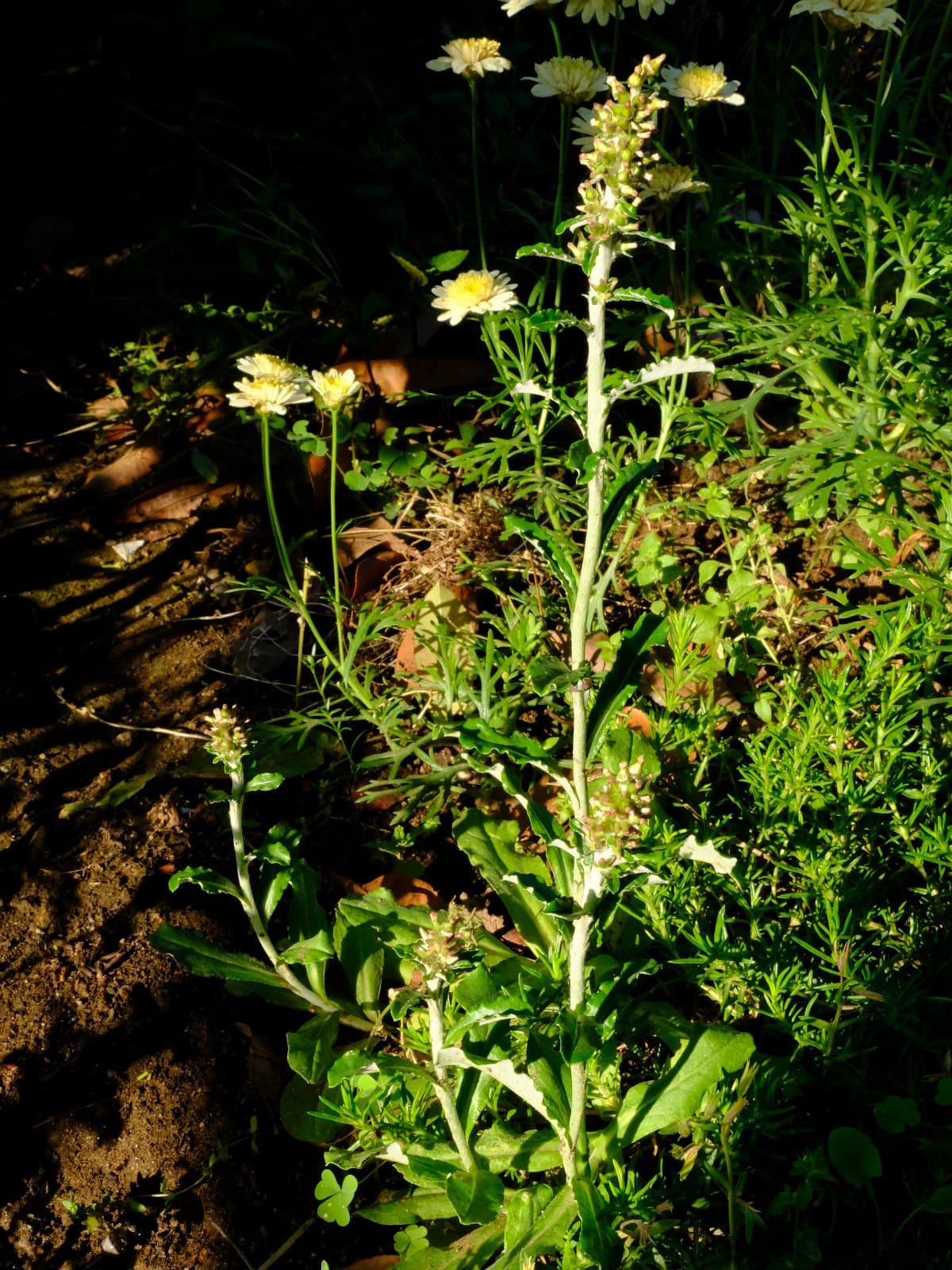 裏白父子草20190525-1