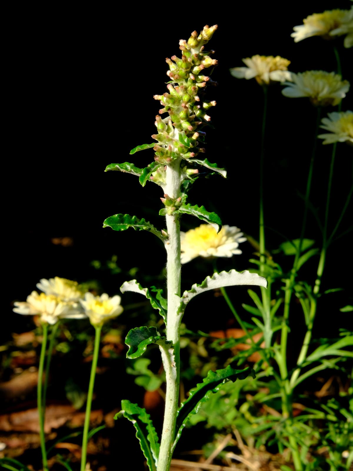 裏白父子草20190525-2