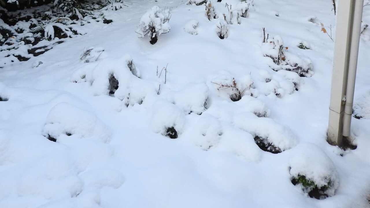 庭に積もる雪20180123