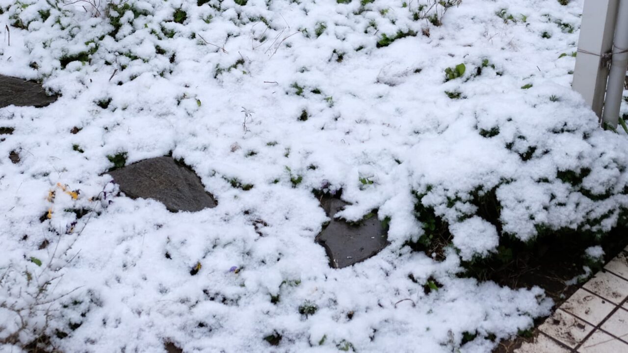 雪に埋もれたボンザマーガレット20190211