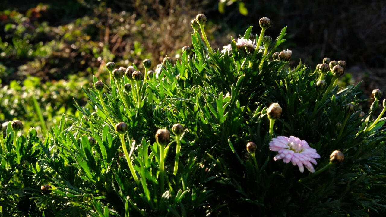 白ボンザの蕾20190309