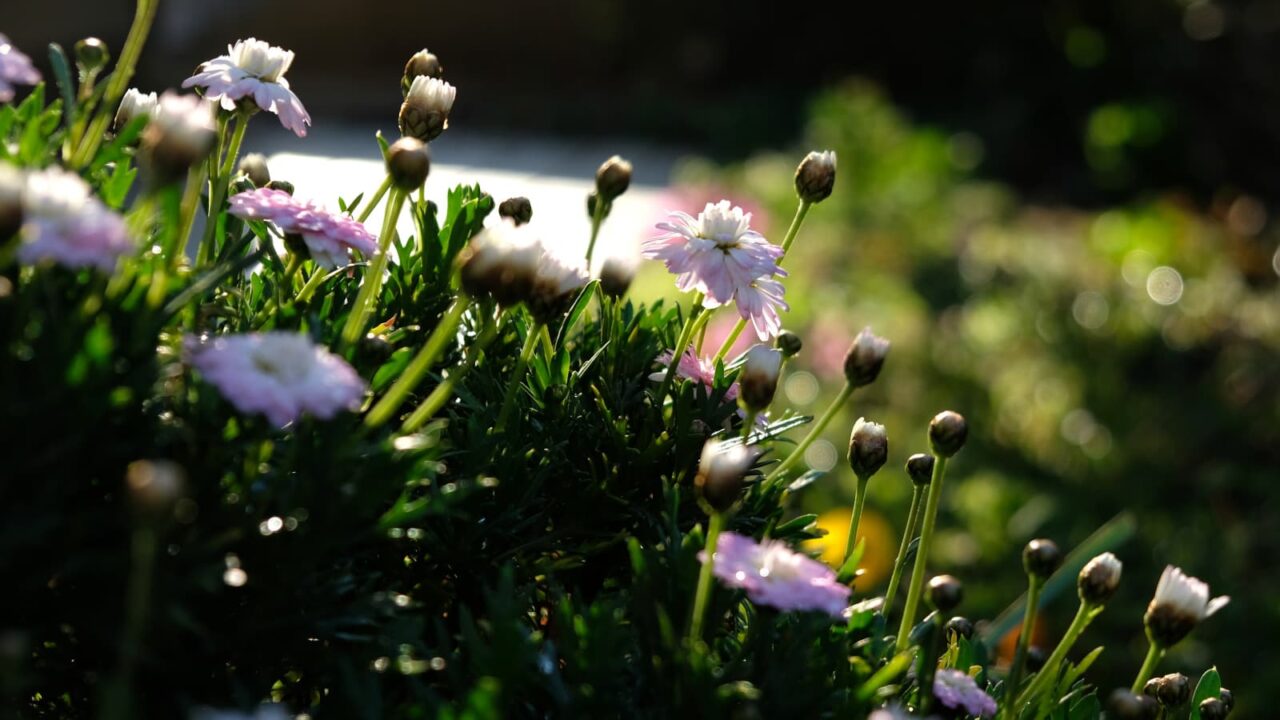 白ボンザの花開き始める20190324