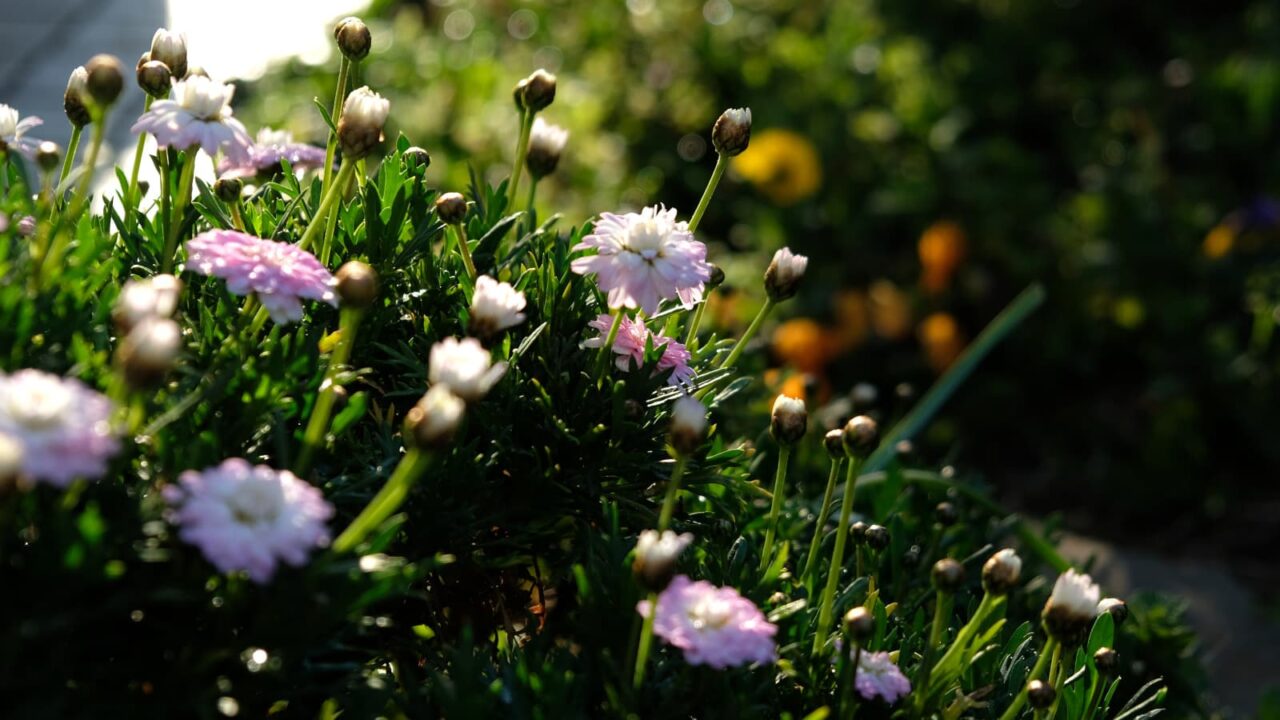 白ボンザの花開き始める20190324-2