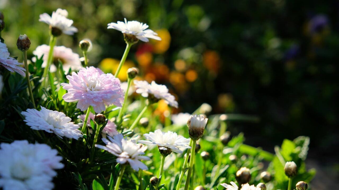 白ボンザの花開き始める20190401